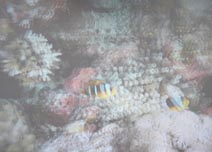 海洋珊瑚探奇3D屏摄效果