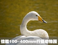 100-400mm㶯԰