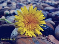 ���⣺Щ������<br/>
�ͺţ�����A806<br/>���ߣ��˳�