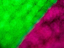 Ų