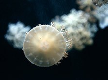 ˮĸ