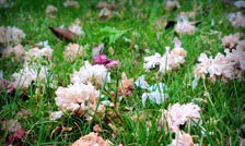 ��Ҷ��컨��ŵ����808��