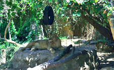 Bali Zoo����԰����