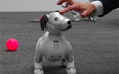 aibo
