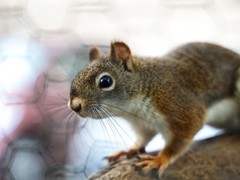 ��������Ĵ�Ƭ����ʵ��ֻ��Ҫһ̨΢��