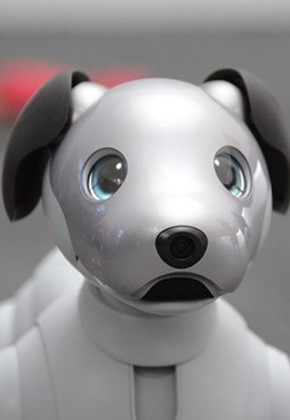  aibo