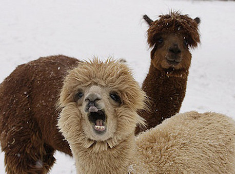 ˫12���ÿ���ŮƱˢ�� 1�������滹��