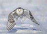 һӰʦPeter StahlľӰƷ